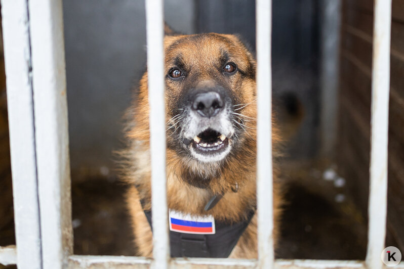 Зачем овчарке кричат «кис-кис»: как в Калининграде живут и служат патрульные собаки (фото)   - Новости Калининграда | Фото: Александр Подгорчук / «Клопс»