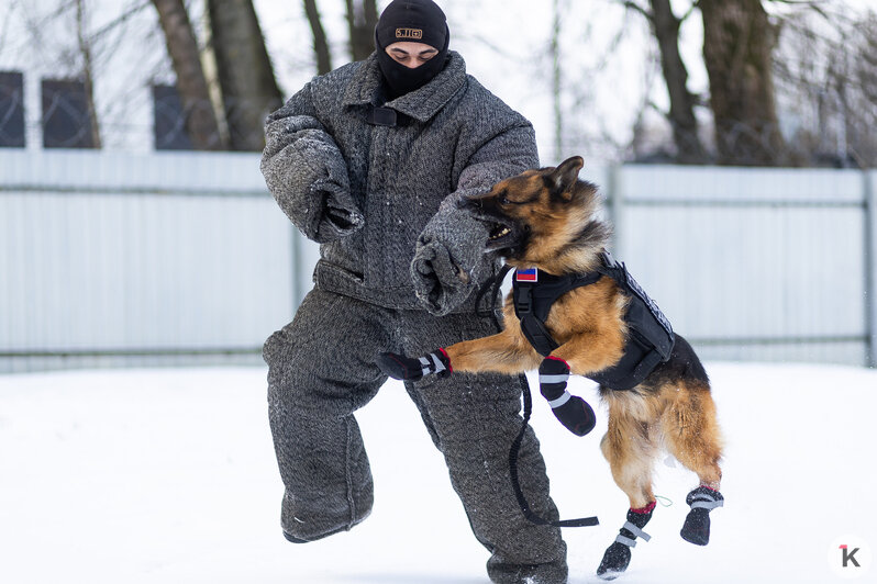 Зачем овчарке кричат «кис-кис»: как в Калининграде живут и служат патрульные собаки (фото)   - Новости Калининграда | Фото: Александр Подгорчук / «Клопс»