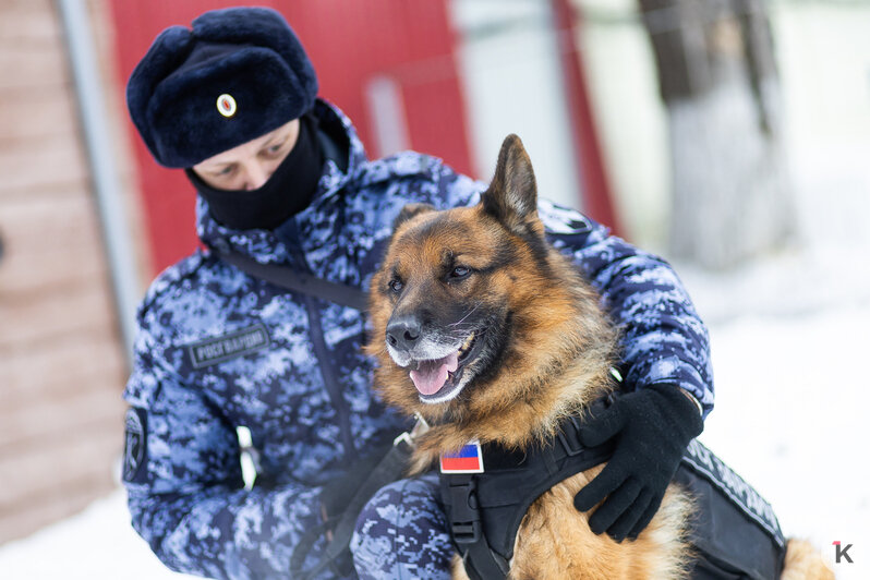Зачем овчарке кричат «кис-кис»: как в Калининграде живут и служат патрульные собаки (фото)   - Новости Калининграда | Фото: Александр Подгорчук / «Клопс»