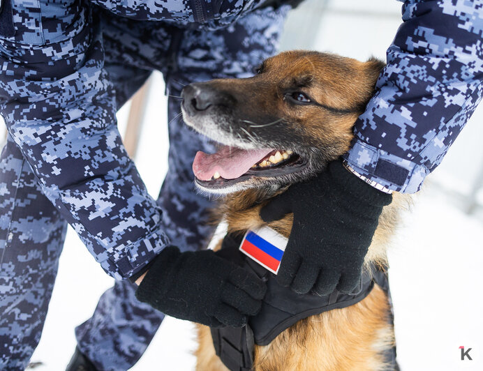 Зачем овчарке кричат «кис-кис»: как в Калининграде живут и служат патрульные собаки (фото)   - Новости Калининграда | Фото: Александр Подгорчук / «Клопс»