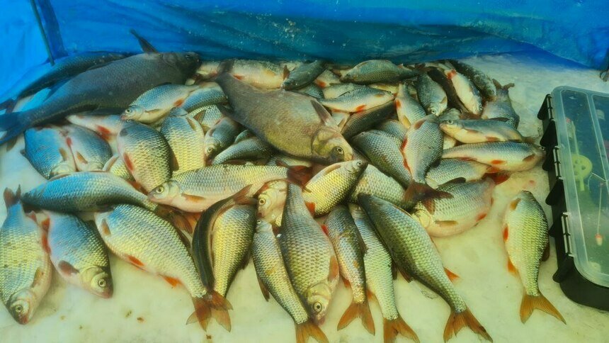 Раз плотвичка, два плотвичка: калининградские рыбаки рассказали, кто клюёт подо льдом (фото) - Новости Калининграда | Фото: Николай Смирнов