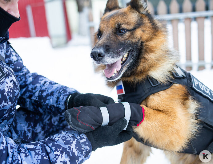 Зачем овчарке кричат «кис-кис»: как в Калининграде живут и служат патрульные собаки (фото)   - Новости Калининграда | Фото: Александр Подгорчук / «Клопс»