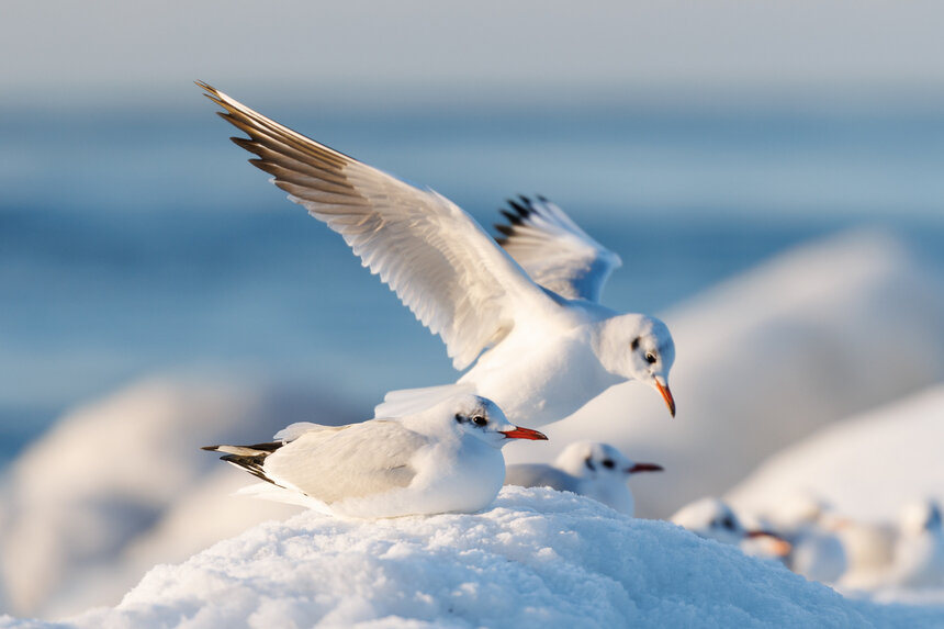 Балтийские чайки. | Фото: Александр Мелехов
