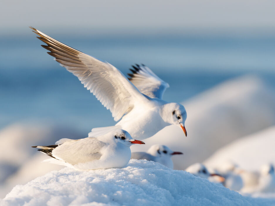 Балтийские чайки