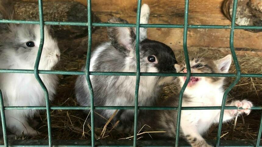 Кролики — это не только ценный мех: Парк света в Гурьевске лишился своей главной достопримечательности - Новости Калининграда | Фото: архив «Клопс»
