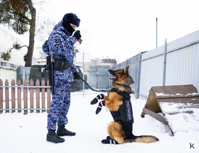 Зачем овчарке кричат «кис-кис»: как в Калининграде живут и служат патрульные собаки (фото)   - Новости Калининграда | Фото: Александр Подгорчук / «Клопс»