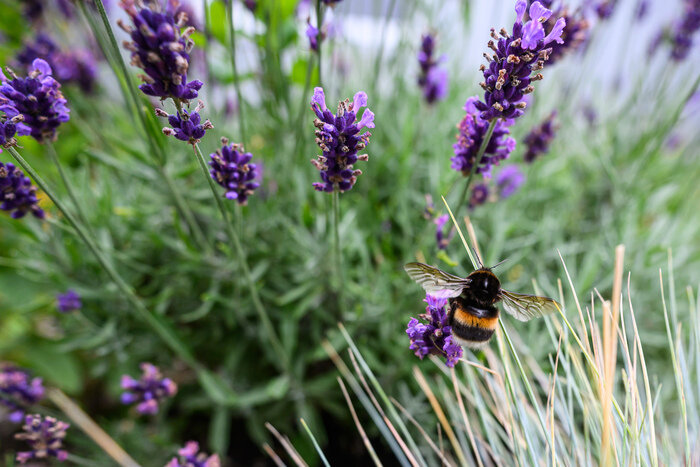 Когда сеять и сажать в Калининграде: лунный календарь и полезные контакты  | Фото: архив «СК»