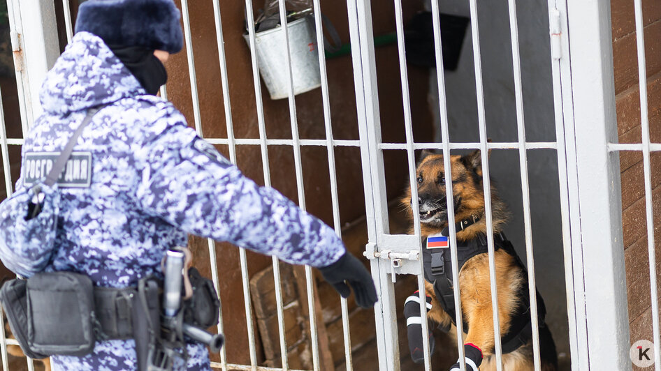 Зачем овчарке кричат «кис-кис»: как в Калининграде живут и служат патрульные собаки (фото)   - Новости Калининграда | Фото: Александр Подгорчук / «Клопс»