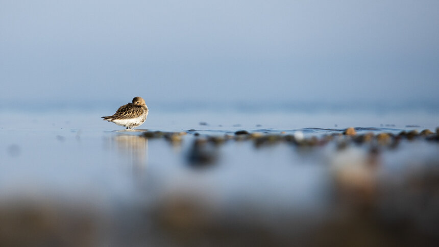 Калининградцам предложили пофотографировать птиц с пользой для науки - Новости Калининграда | Фото: архив «Клопс»