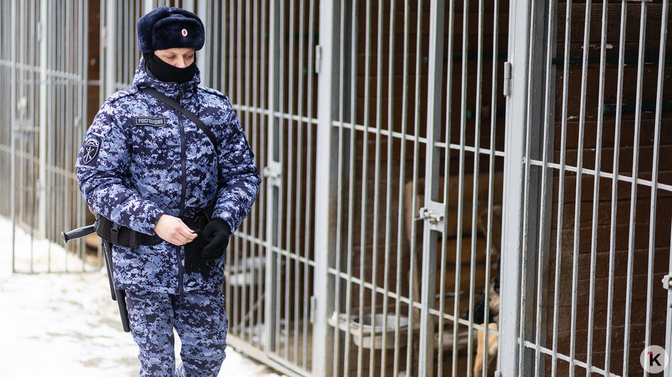 Зачем овчарке кричат «кис-кис»: как в Калининграде живут и служат патрульные собаки (фото)   - Новости Калининграда | Фото: Александр Подгорчук / «Клопс»