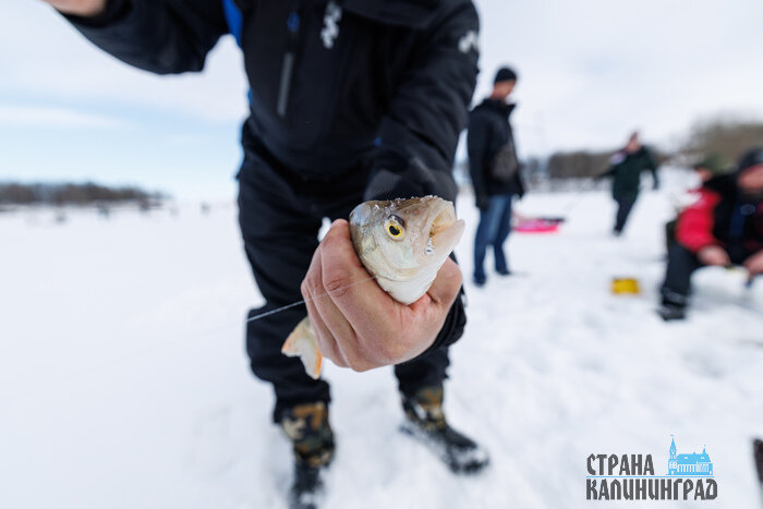 Когда клюёт даже зимой: удача на льду (фото)