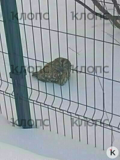 Совушка отогрелась и поела  | Фото: Татьяна 