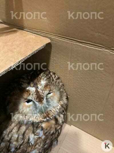 Совушка отогрелась и поела  | Фото: Татьяна 