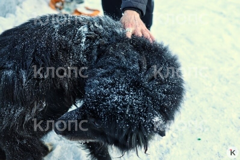 В спасении собаки участвовали несколько девушек и мужчин  | Фото: Александр Подгорчук / «Клопс»