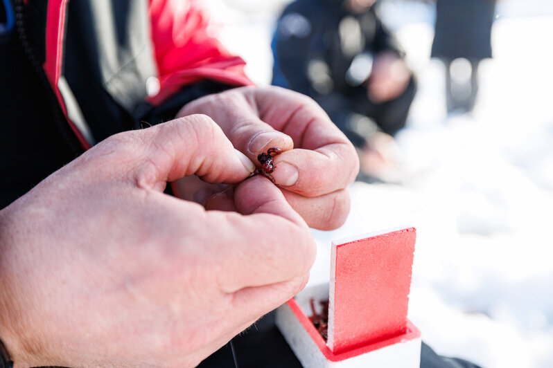 Когда клюёт даже зимой: удача на льду (фото)