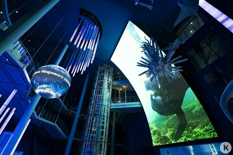 В «Планете Океан» презентовали новое пространство с впечатляющими экспонатами (фоторепортаж)  - Новости Калининграда | Фото: Александр Подгорчук / «Клопс»
