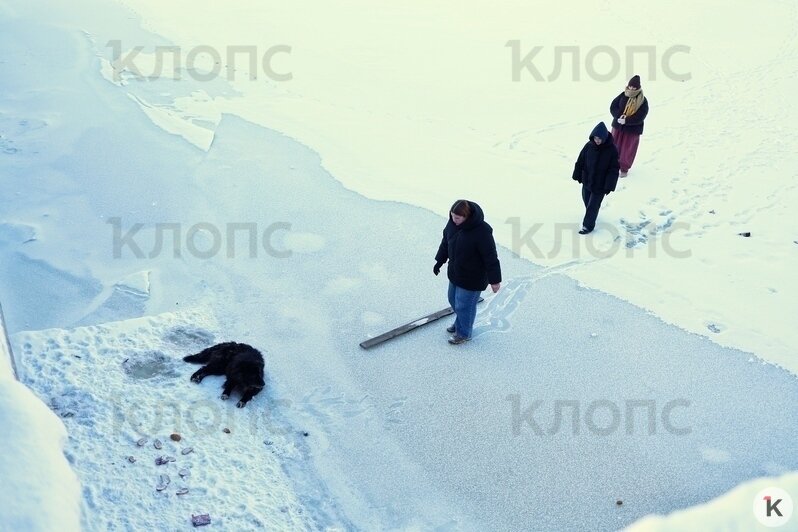 В спасении собаки участвовали несколько девушек и мужчин  | Фото: Александр Подгорчук / «Клопс»