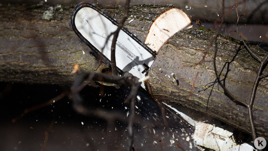 Во время капремонта калининградской улицы вырубят 280 деревьев  - Новости Калининграда | Фото: Александр Подгорчук / Архив «Клопс»