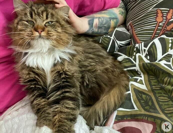 Кошка, спасённая с водонапорной башни в Гурьевском районе, нашла семью (фото)   - Новости Калининграда | Фото: Екатерина Лебедева