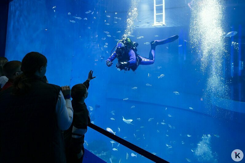 В «Планете Океан» презентовали новое пространство с впечатляющими экспонатами (фоторепортаж)  - Новости Калининграда | Фото: Александр Подгорчук / «Клопс»