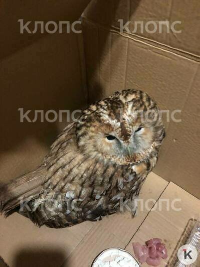 Совушка отогрелась и поела  | Фото: Татьяна 