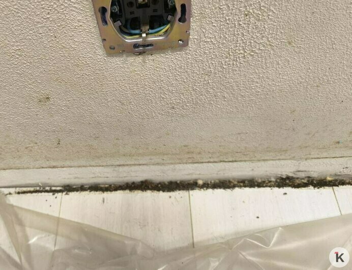 «В посудомойке протухли тарелки, собаки гадили на пол»: арендаторы довели квартиру калининградки до ужасного состояния (фото, видео) - Новости Калининграда | Фото: Анна