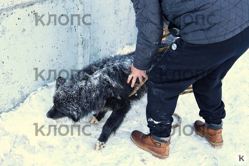 В спасении собаки участвовали несколько девушек и мужчин  | Фото: Александр Подгорчук / «Клопс»
