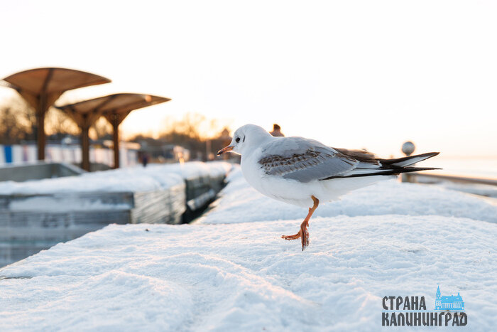 Минусовые температуры не отпускают регион. | Фото: Александр Мелехов