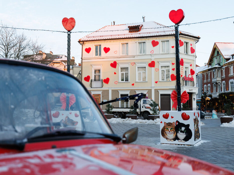 Зеленоградск - любовь и котики