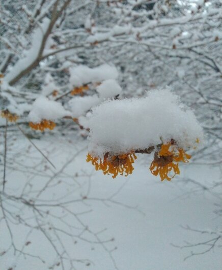 Гамамелис | Фото: Ботанический сад БФУ им. И. Канта