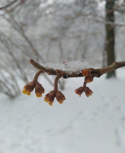 Гамамелис | Фото: Ботанический сад БФУ им. И. Канта