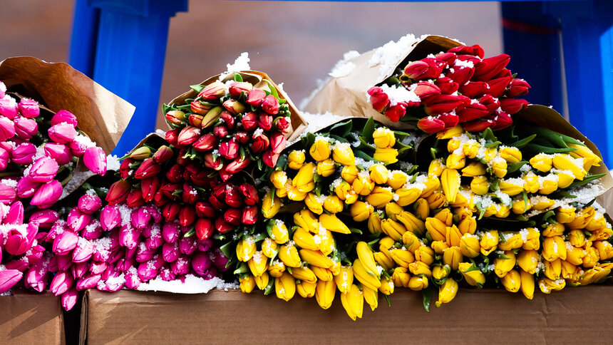 Калининградцы отправили 300 тыс. тюльпанов для москвичей к 14 февраля - Новости Калининграда | Фото: Александр Подгорчук / Архив «Клопс»