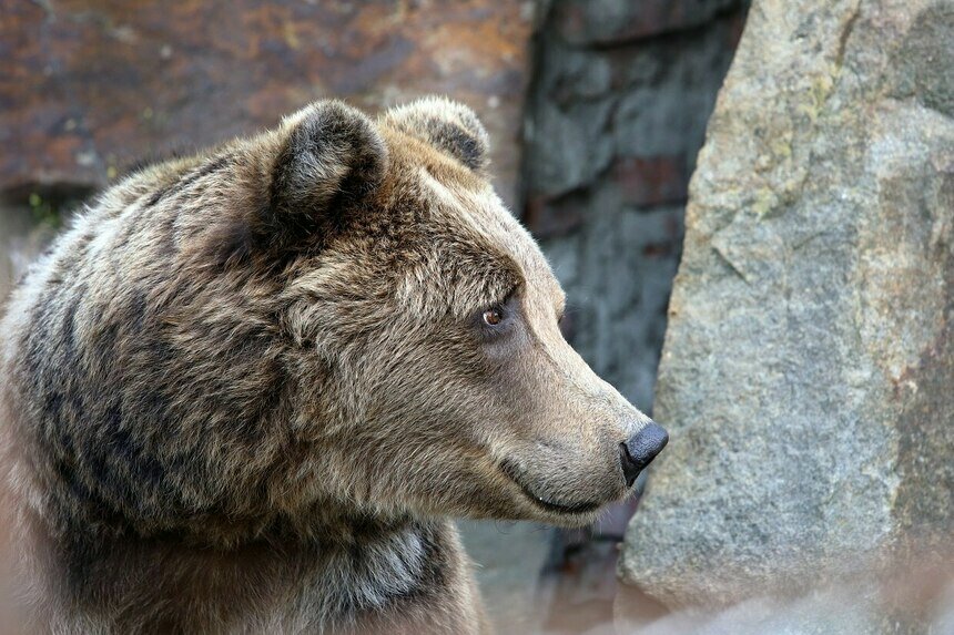 У бурой медведицы в роду были долгожители | Фото: Калининградский зоопарк