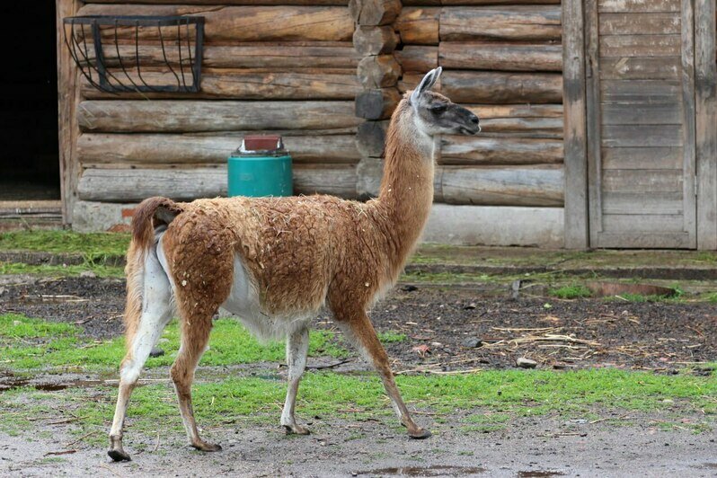 Причиной смерти ламы Гордой стала старость. | Фото: Калининградский зоопарк