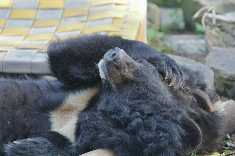 Старость и болезни: Калининградский зоопарк за неделю потерял четырёх старожилов - Новости Калининграда | Фото: пресс-служба Калининградского зоопарка