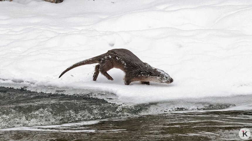 На Анграпе под Черняховском заметили охотящуюся выдру (фото)  - Новости Калининграда | Фото: Юрий Таркин