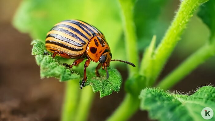 Снег для слизней — абсолютное благо: садоводов весной может ждать нашествие моллюсков   - Новости Калининграда | Иллюстрация: Алиса Игонина / Midjourney