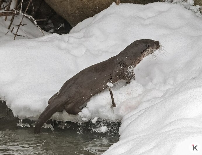 На Анграпе под Черняховском заметили охотящуюся выдру (фото)  - Новости Калининграда | Фото: Юрий Таркин