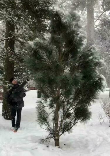 В четырёх парках Калининграда заснеженные деревья еженедельно «пылесосят» (видео)   - Новости Калининграда | Скриншот видео: Дирекция ландшафтных парков
