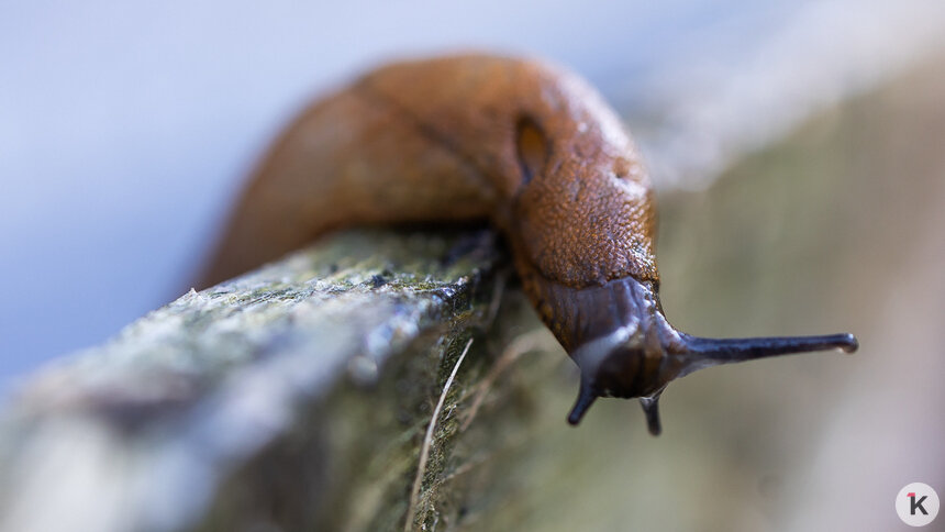 Снег для слизней — абсолютное благо: садоводов весной может ждать нашествие моллюсков   - Новости Калининграда | Фото: Александр Подгорчук / Архив «Клопс»