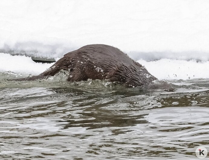 На Анграпе под Черняховском заметили охотящуюся выдру (фото)  - Новости Калининграда | Фото: Юрий Таркин