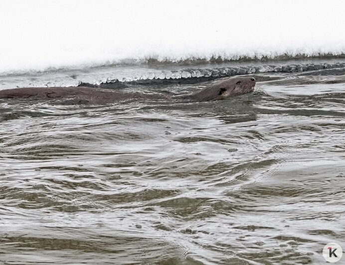 На Анграпе под Черняховском заметили охотящуюся выдру (фото)  - Новости Калининграда | Фото: Юрий Таркин