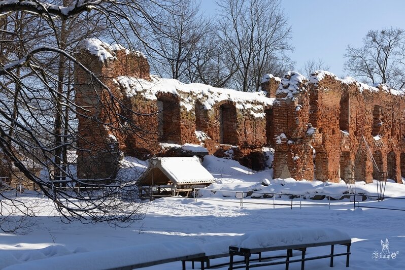 Фотографы и художники съехались в замок Инстербург, чтобы поснимать птиц и молодых актрис в готических образах (фото) - Новости Калининграда | Фото: клубное формирование «Симбиоз»