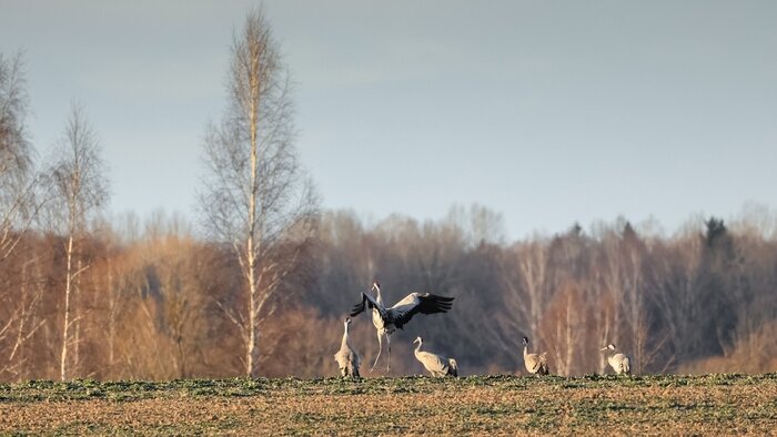Причудливые наплывы льда снял житель Черняховска на Анграпе (фото)   - Новости Калининграда | Фото: Юрий Таркин