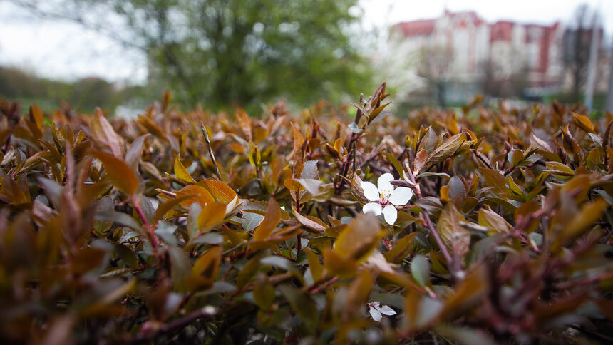 Метеоролог рассказал, какой будет весна в Калининграде и когда она придёт  - Новости Калининграда | Фото: Александр Подгорчук / Архив «Клопс»