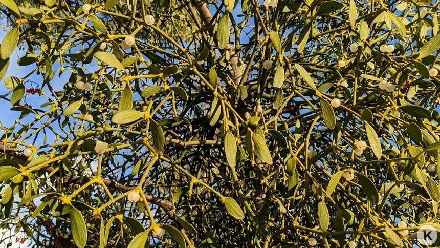 Калининградские грибники поедут по омелу в лес в Правдинский район (фото)   - Новости Калининграда | Фото: «Клопс»