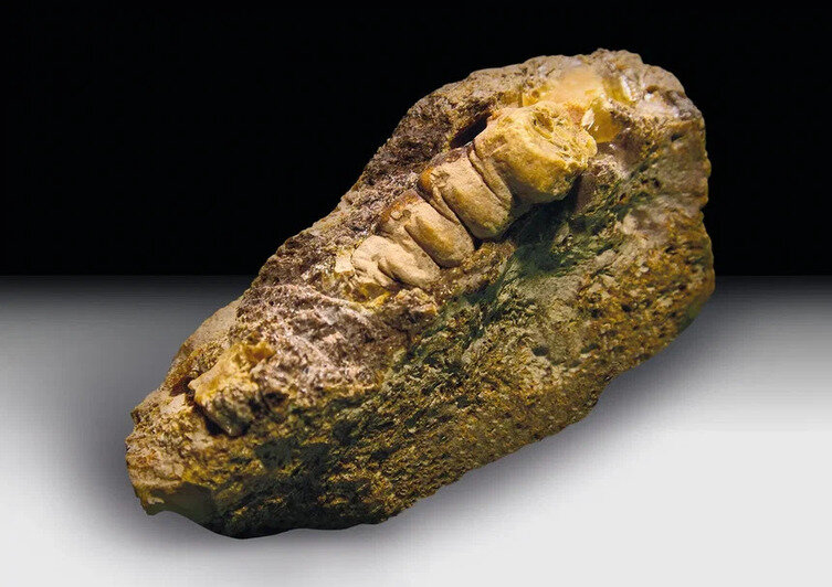 Большая редкость, чем инклюз: в Калининградской области обнаружили янтарный след древнего жука - Новости Калининграда | Фото: Калининградский янтарный комбинат