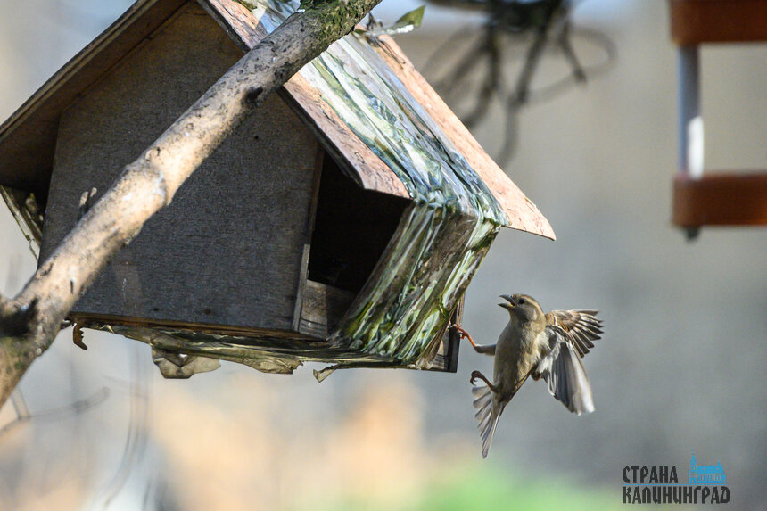 Птицы уже почувствовали приближение весны | Фото: Александр Мелехов