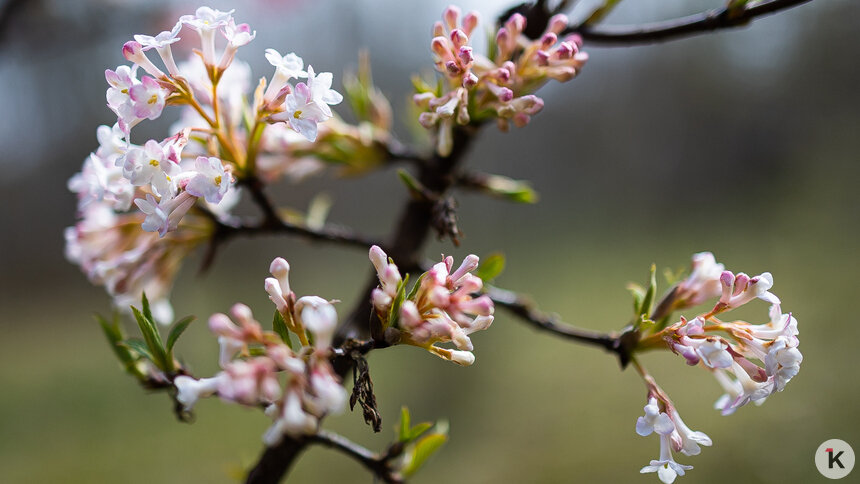 Растения порадуют цветами в свой срок | Фото: Александр Подгорчук / Архив «Клопс»