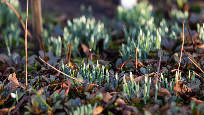 Зима закончится в высоком плюсе: прогноз погоды на 28 февраля - Новости Калининграда | Фото: Александр Подгорчук / Архив «Клопс»